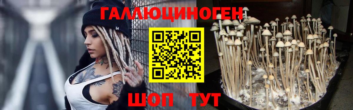 Липецк  Галлюциногенные грибы Psilocybe  Вход с VPN 